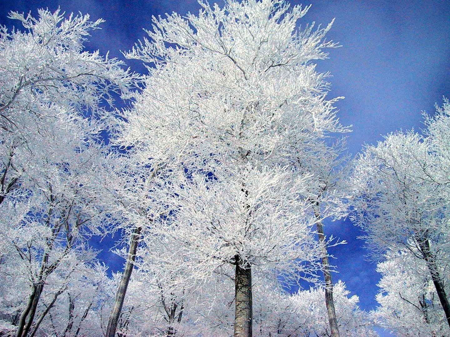 Winterlandschaft am Rennsteig