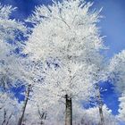 Winterlandschaft am Rennsteig