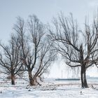 Winterlandschaft am Rhein