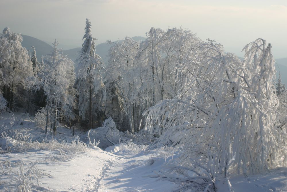 Winterlandschaft auf dem Hochblauen im Schwarzwald