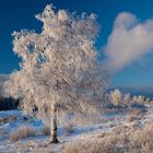 Winterlandschaft auf dem Kniebis