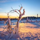 Winterlandschaft auf der Hornisgrinde