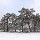 Winterlandschaft auf der Schwäbischen Alb