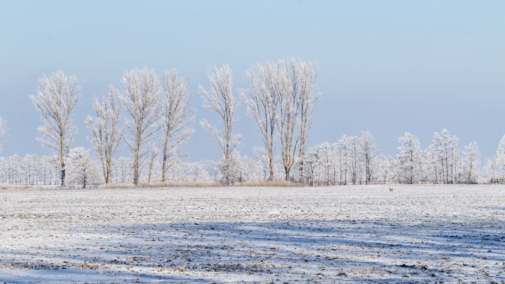 Winterlandschaft bei Linumhorst (Brandenburg)