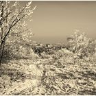 Winterlandschaft bei Nordhausen am Harz in Monochrom