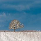 Winterlandschaft bei Staufen