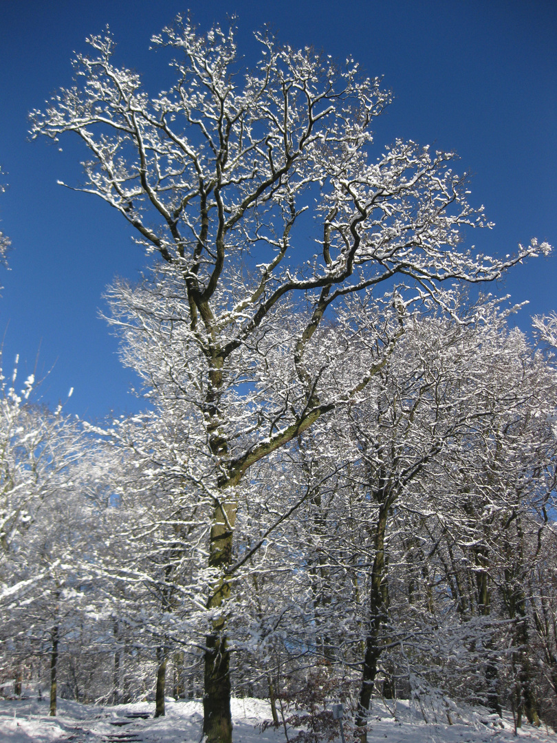 Winterlandschaft bei strahlend blauem Himmel
