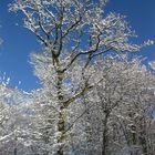 Winterlandschaft bei strahlend blauem Himmel