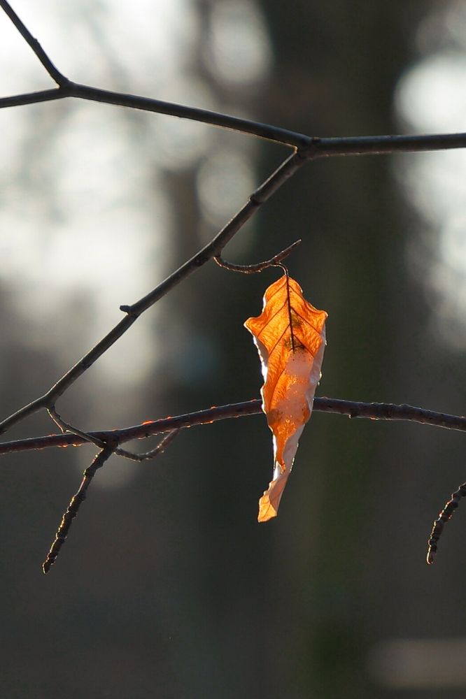 Winterlandschaft - Blatt im Gegenlicht