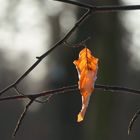 Winterlandschaft - Blatt im Gegenlicht