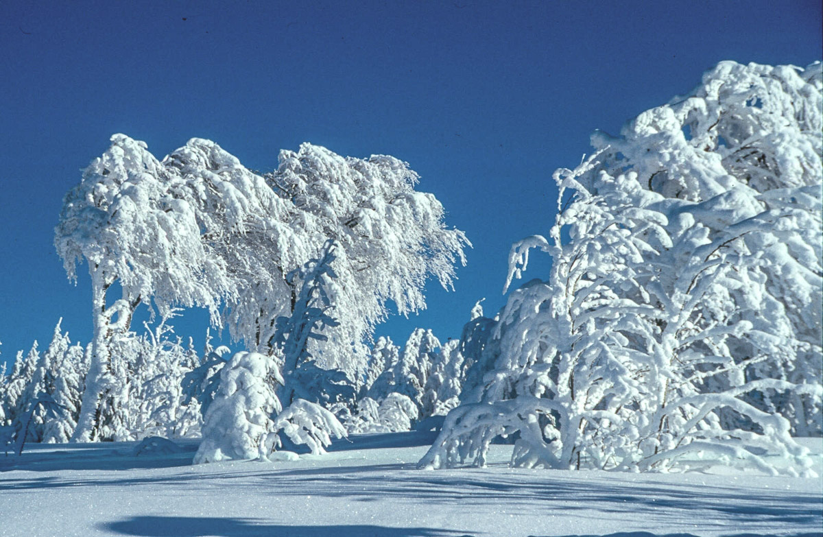 Winterlandschaft