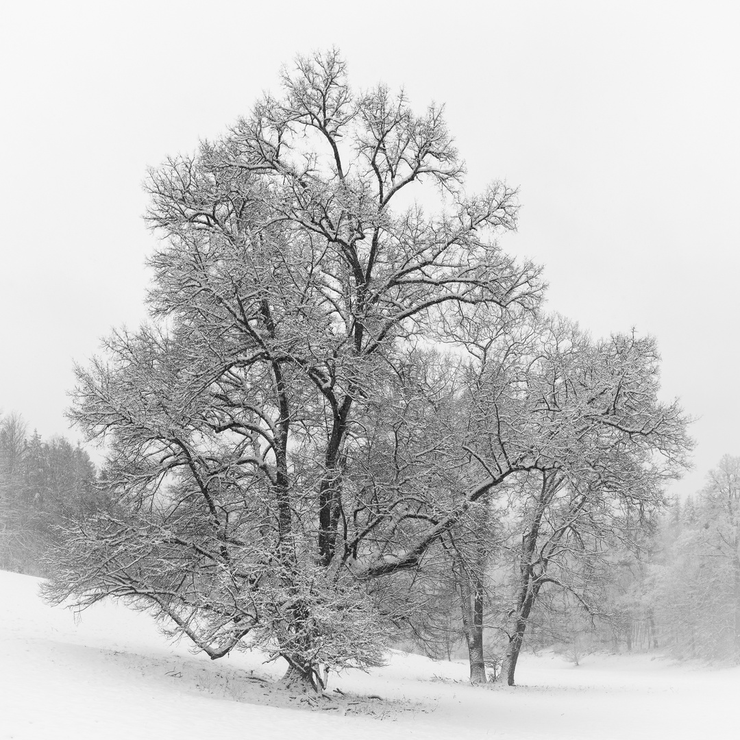 Winterlandschaft