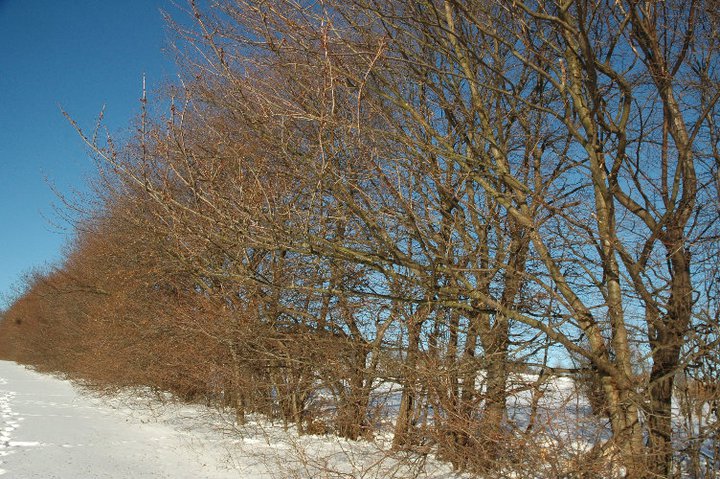 Winterlandschaft