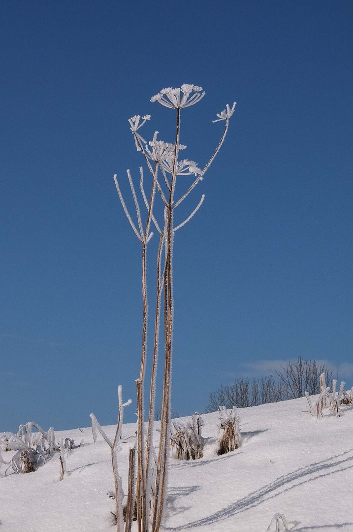 Winterlandschaft-Eifel 004