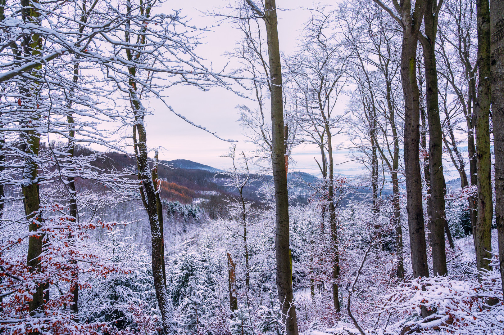 Winterlandschaft eines schneebedeckten Waldes