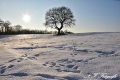 Winterlandschaft