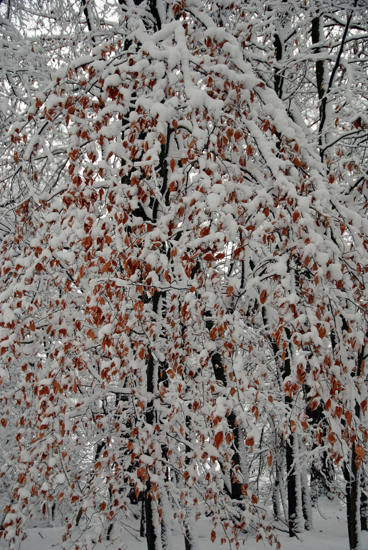 Winterlandschaft