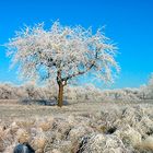 Winterlandschaft, ganz ohne Schnee