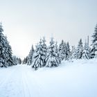 winterlandschaft - harz