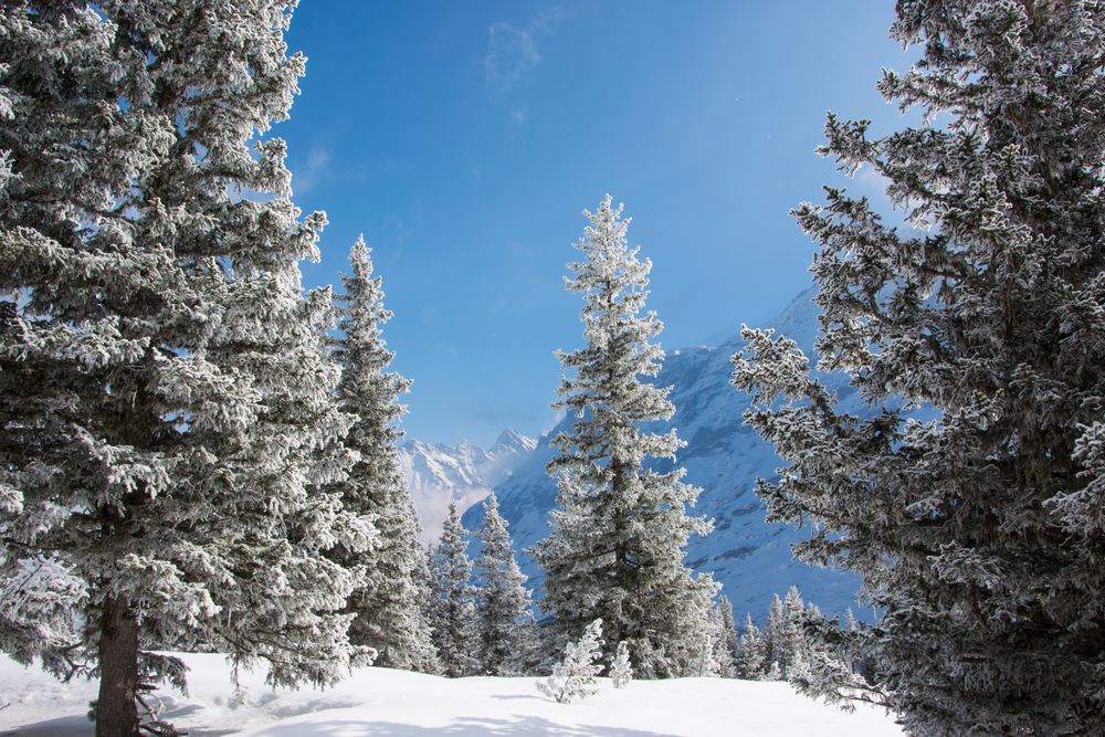 Winterlandschaft im Berner Oberland