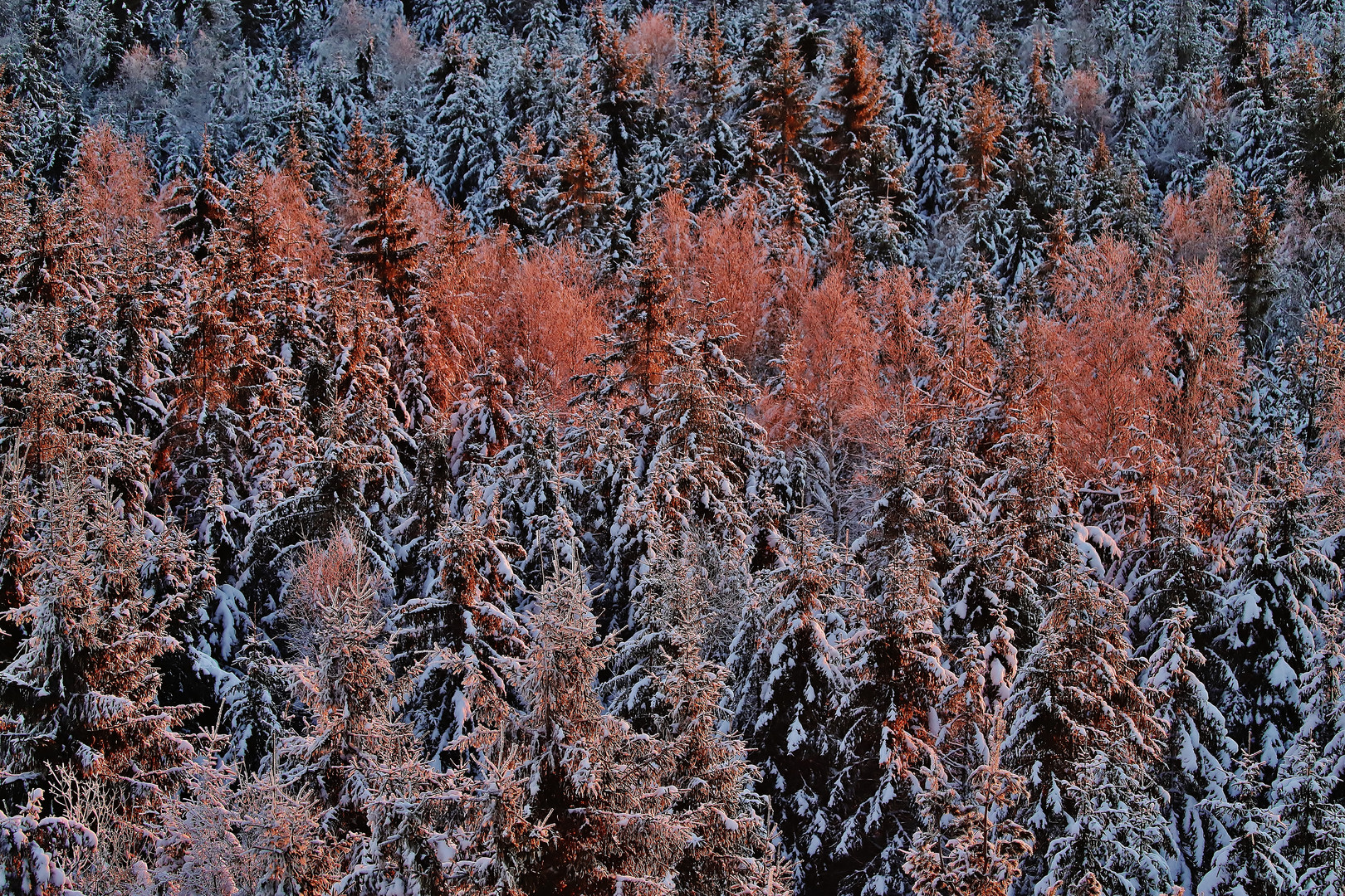 Winterlandschaft ( im frühen Licht ) 