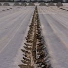 Winterlandschaft im Frühjahr