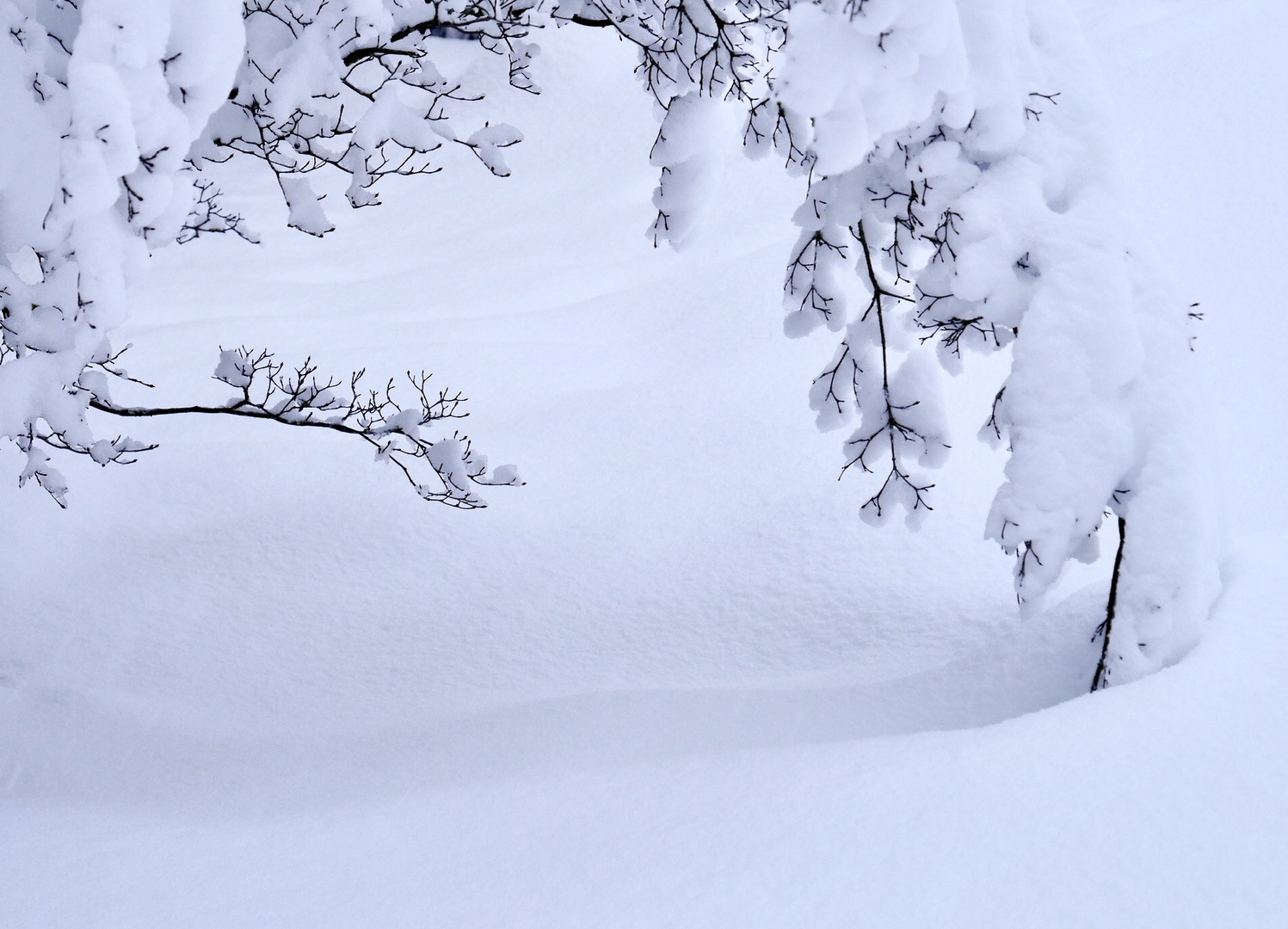 Winterlandschaft im Garten.