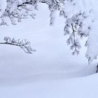 Winterlandschaft im Garten.