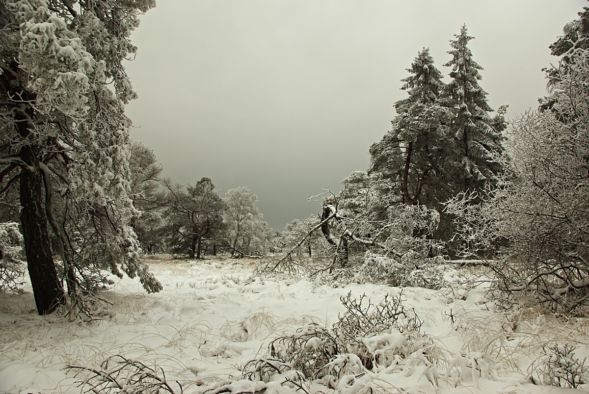 Winterlandschaft im Hohen Venn bei Hoscheit