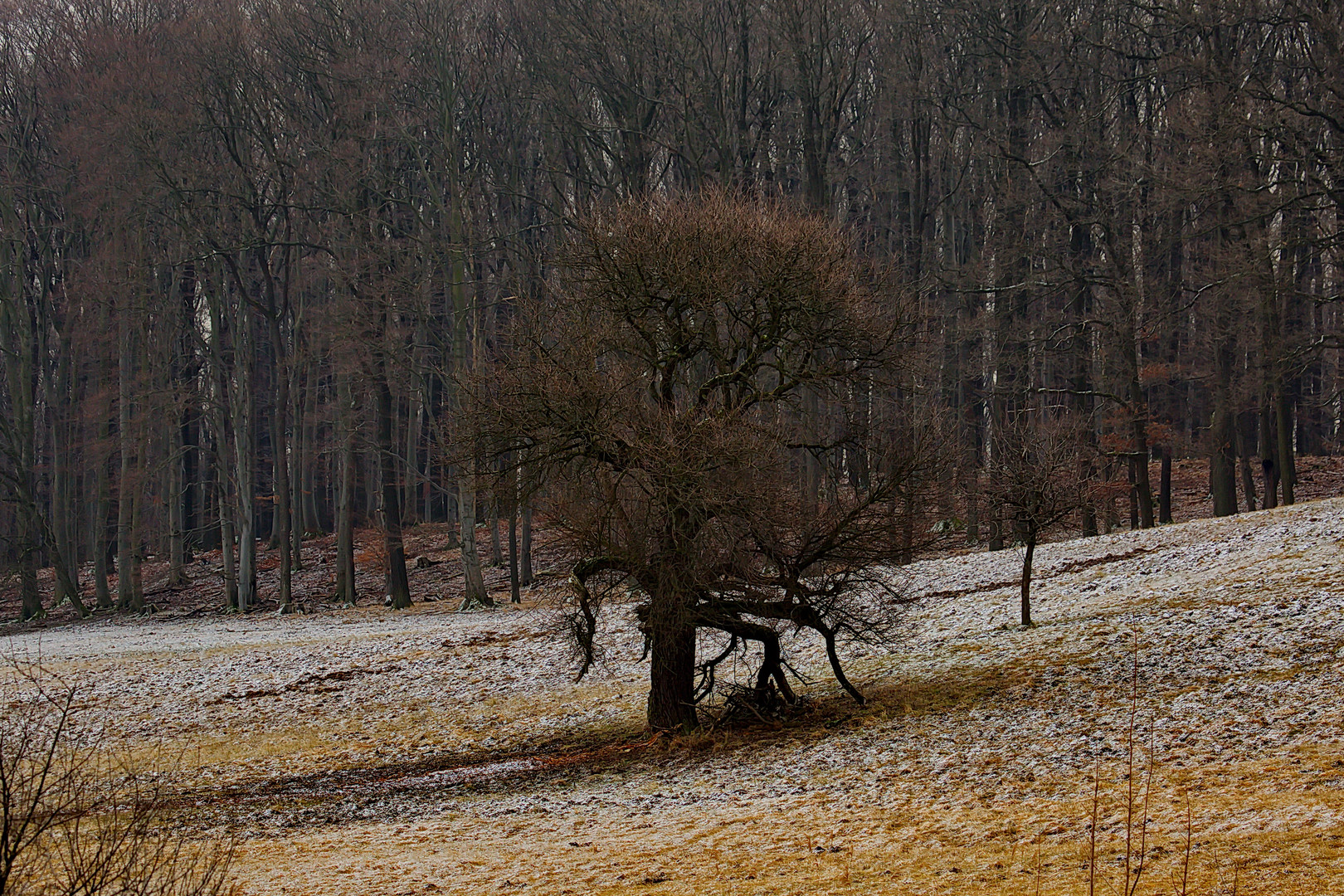 Winterlandschaft im Lainzer Tiergarten