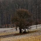 Winterlandschaft im Lainzer Tiergarten