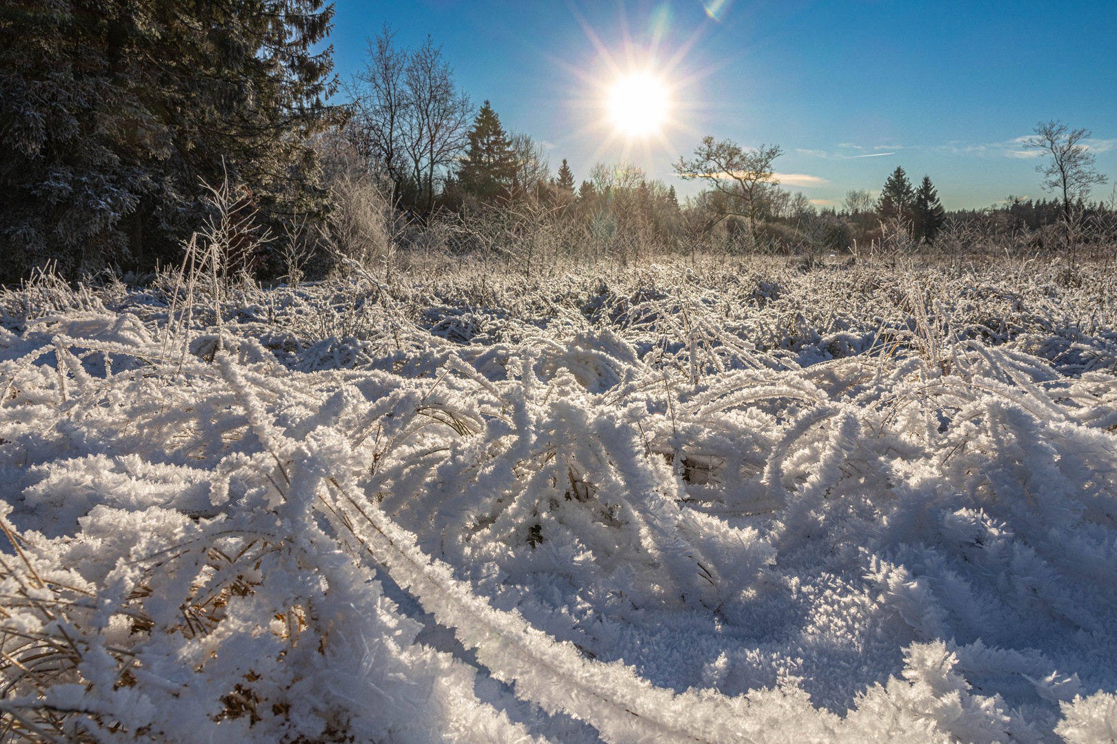 Winterlandschaft im Moor