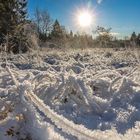 Winterlandschaft im Moor