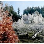 Winterlandschaft im Soonwald