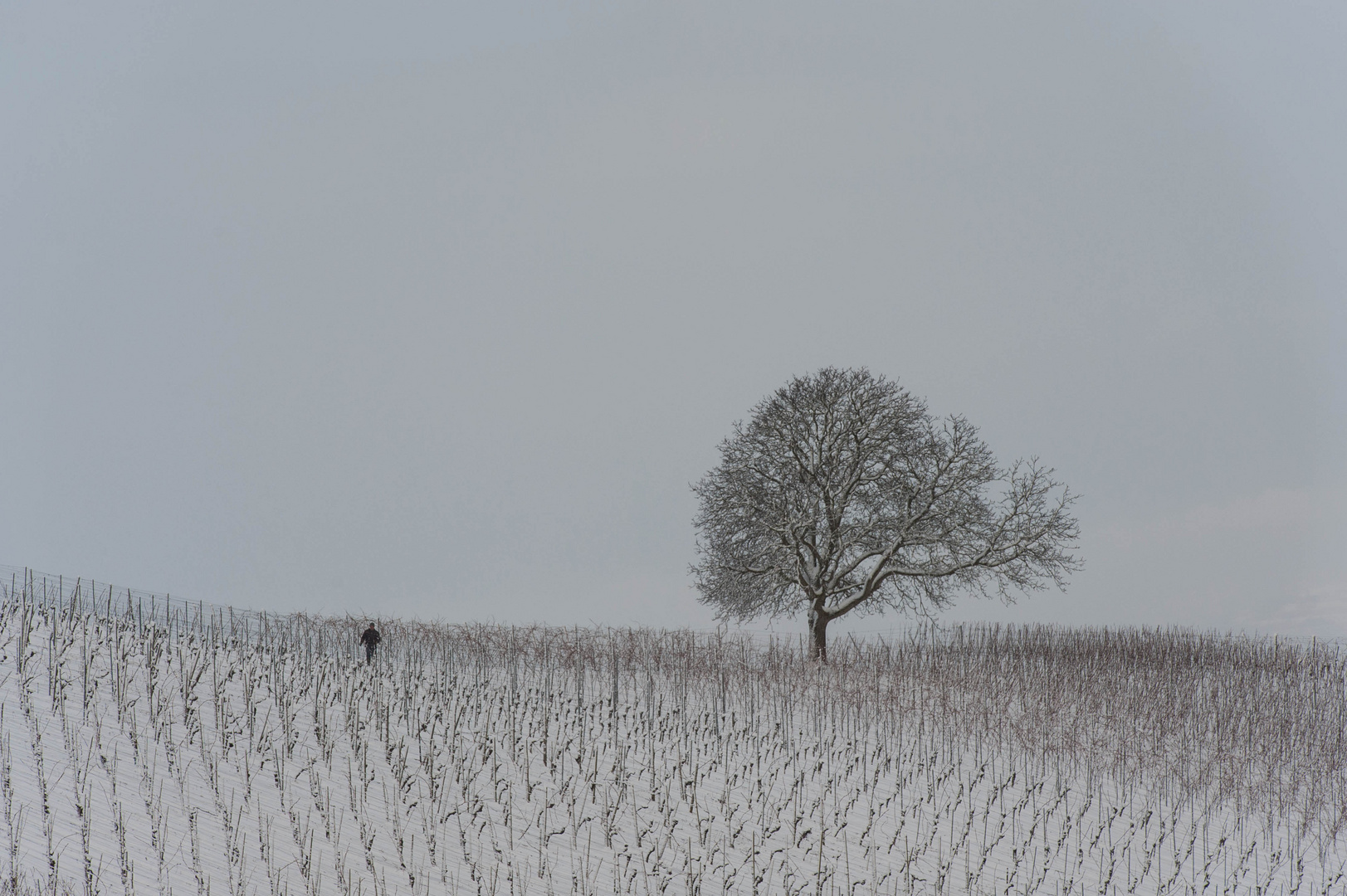 Winterlandschaft im Südlichen Breisgau