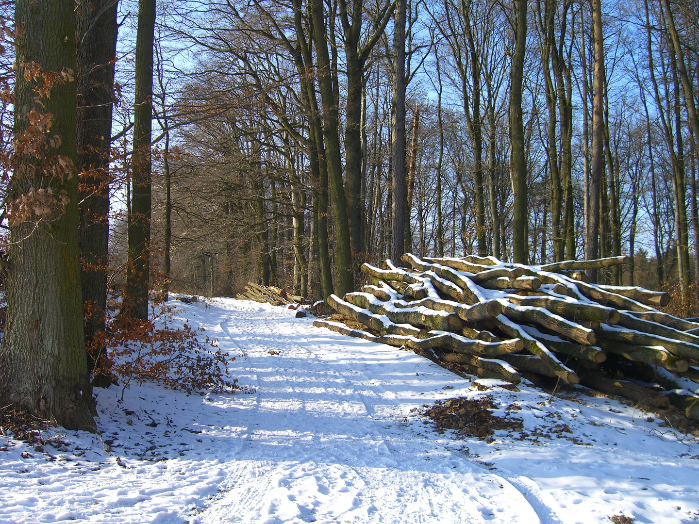 Winterlandschaft im Wald