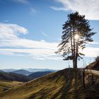 Winterlandschaft im Wienerwald