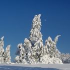 Winterlandschaft in der Hochheide, Kahler Asten