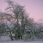 Winterlandschaft in der Hochrhön (2) bei Vollmond