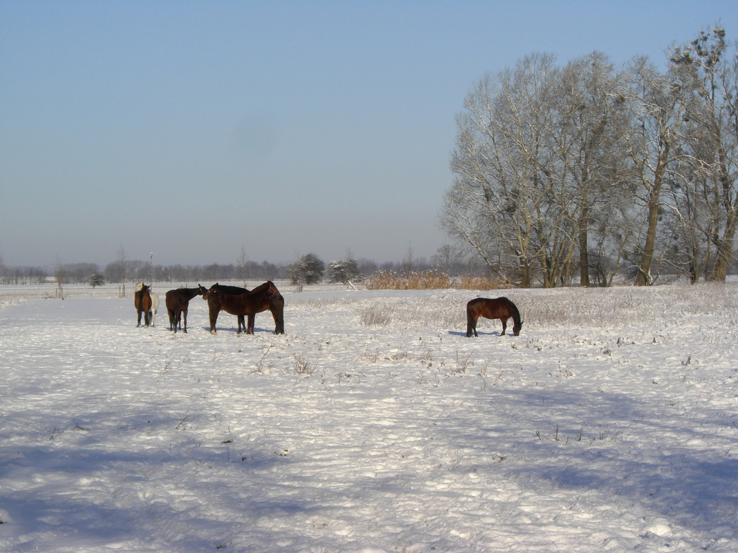 Winterlandschaft in der Nähe von Wriezen (Oderbruch )