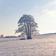 Winterlandschaft in der Rhn