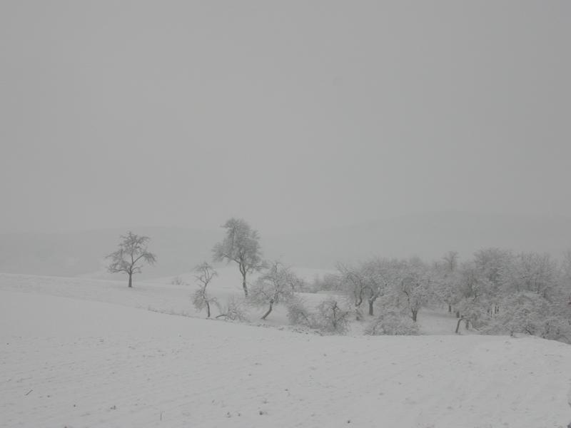 Winterlandschaft in der Streuobstwiese