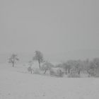 Winterlandschaft in der Streuobstwiese