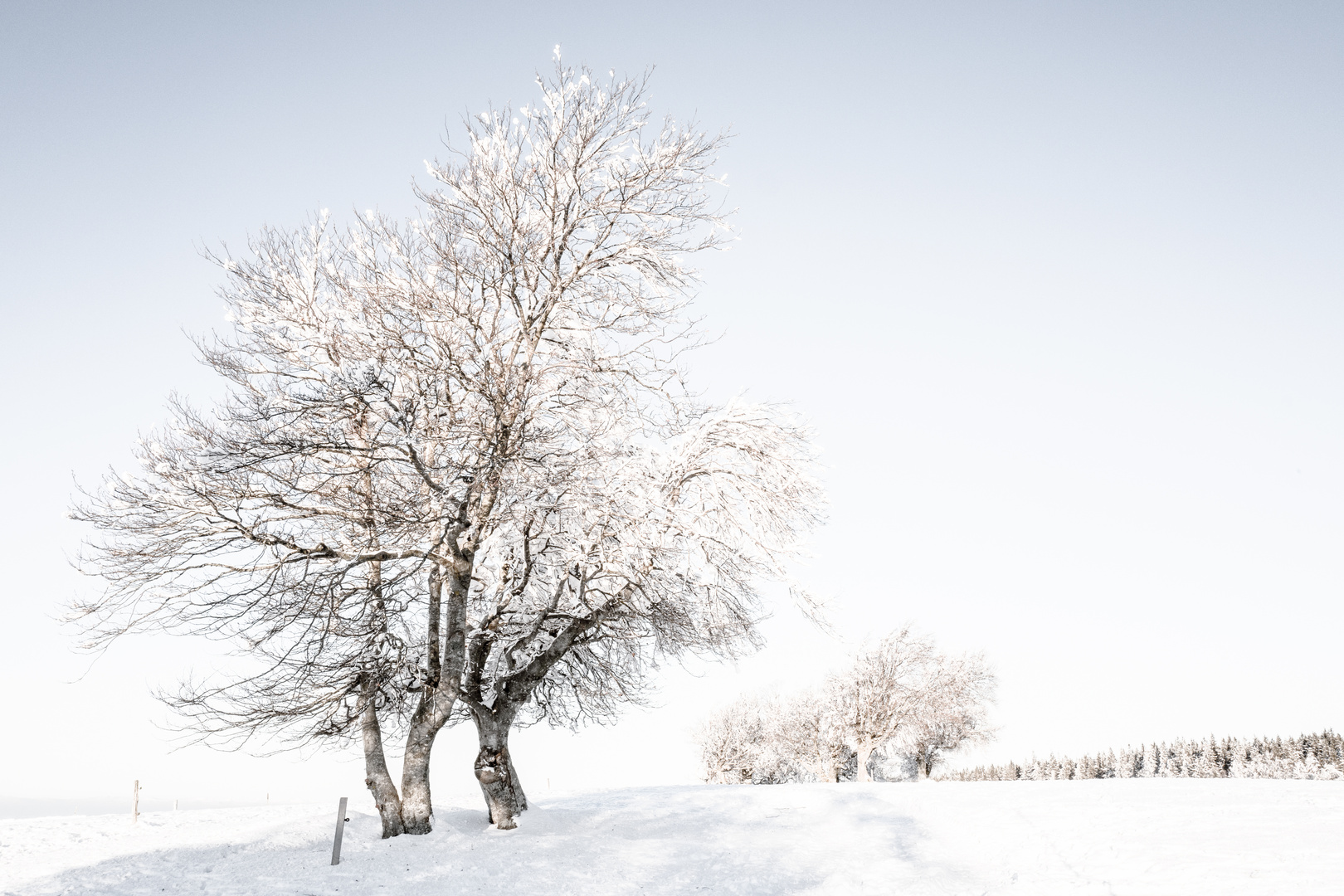 Winterlandschaft in High-key-Technik