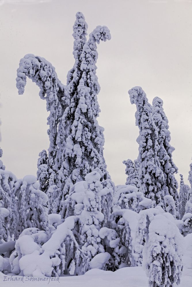 Winterlandschaft in Kittilä