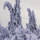 Winterlandschaft in Kittilä