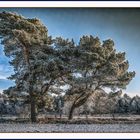 Winterlandschaft in Niedersachsen