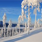 Winterlandschaft in Nordschweden