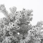 Winterlandschaft in Öfingen im Schwarzwald