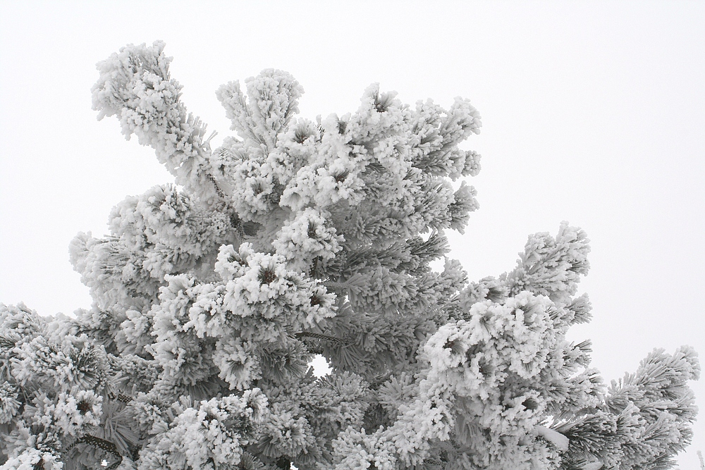 Winterlandschaft in Öfingen im Schwarzwald